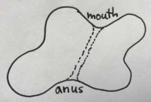 [2D amoeba with mouth and anus]