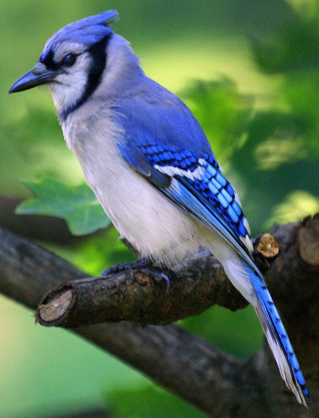 [picture depicting a blue jay made of LEGO]