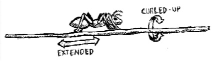 [an ant on a telephone wire]