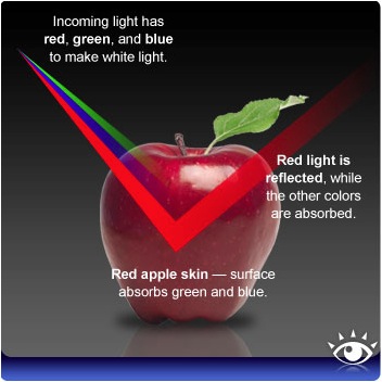 How colour works. A red apple absorbs blue and green while reflecting red.